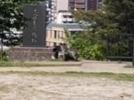 目撃された犬 目撃された犬