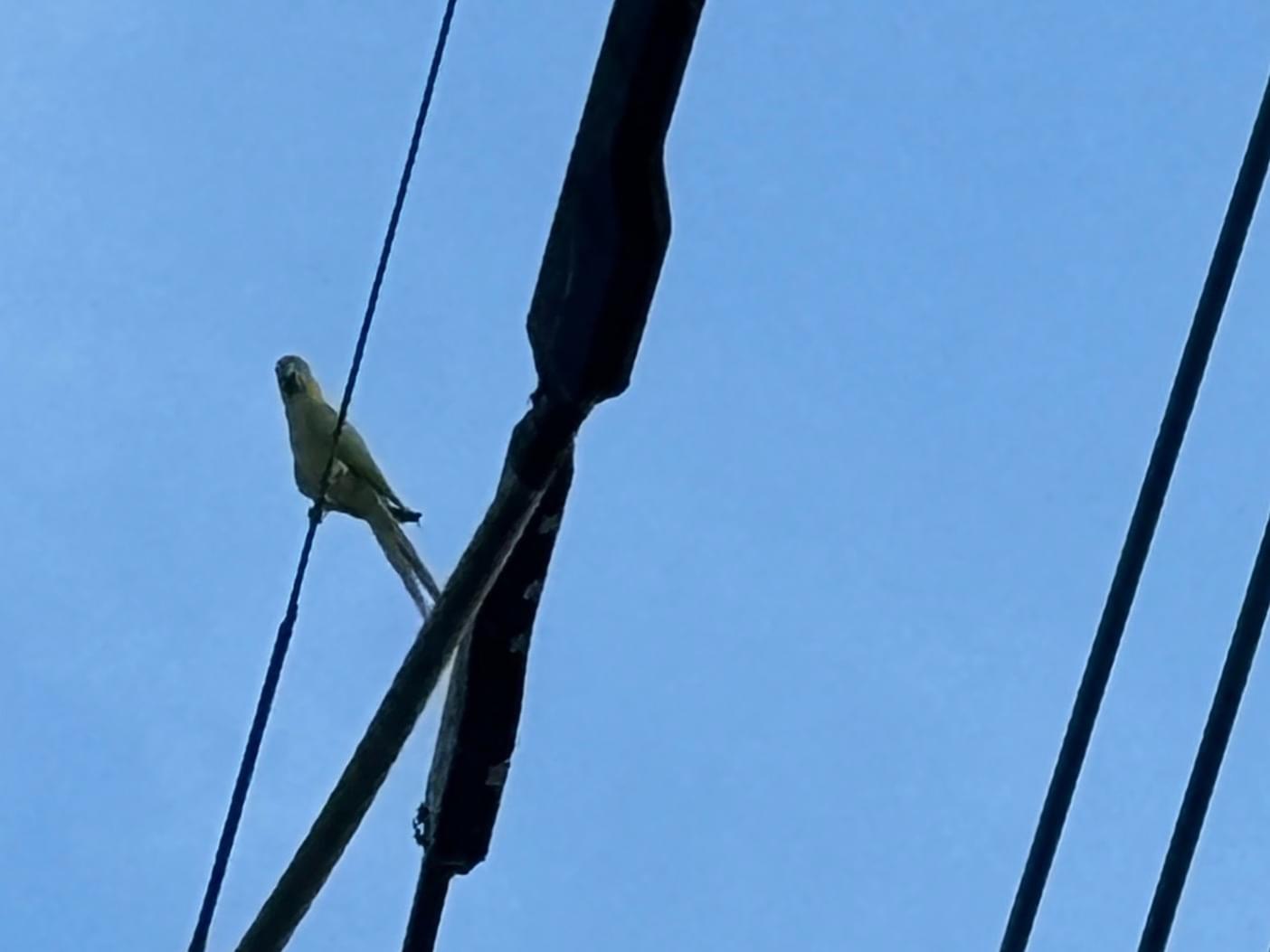 目撃された鳥 目撃された鳥
