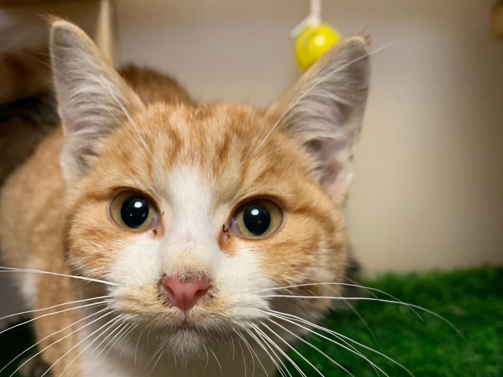 保護された猫 保護された猫