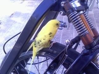 保護された鳥 保護された鳥