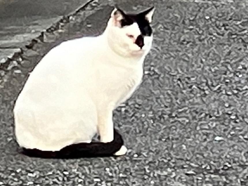 目撃された猫 目撃された猫