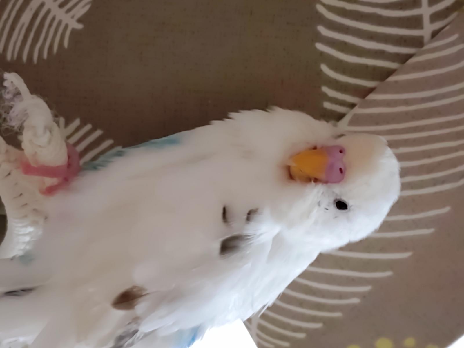ぴぴちゃん ぴぴちゃん