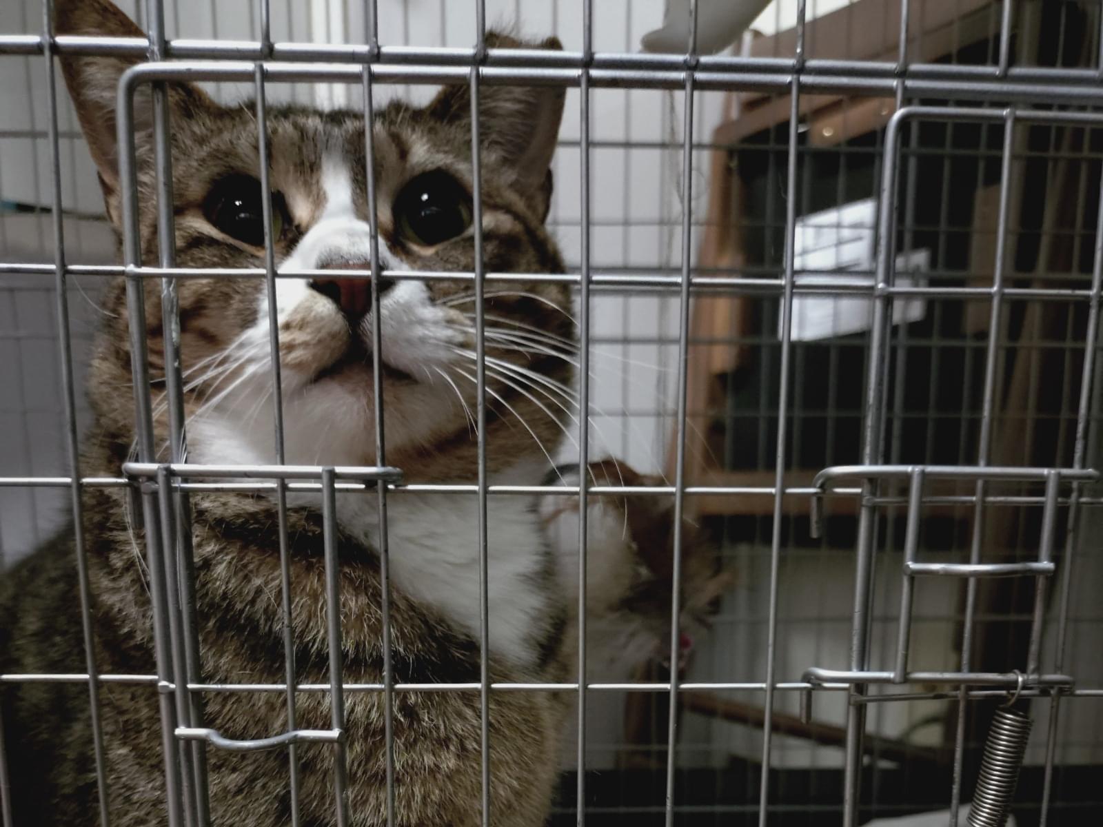 保護された猫