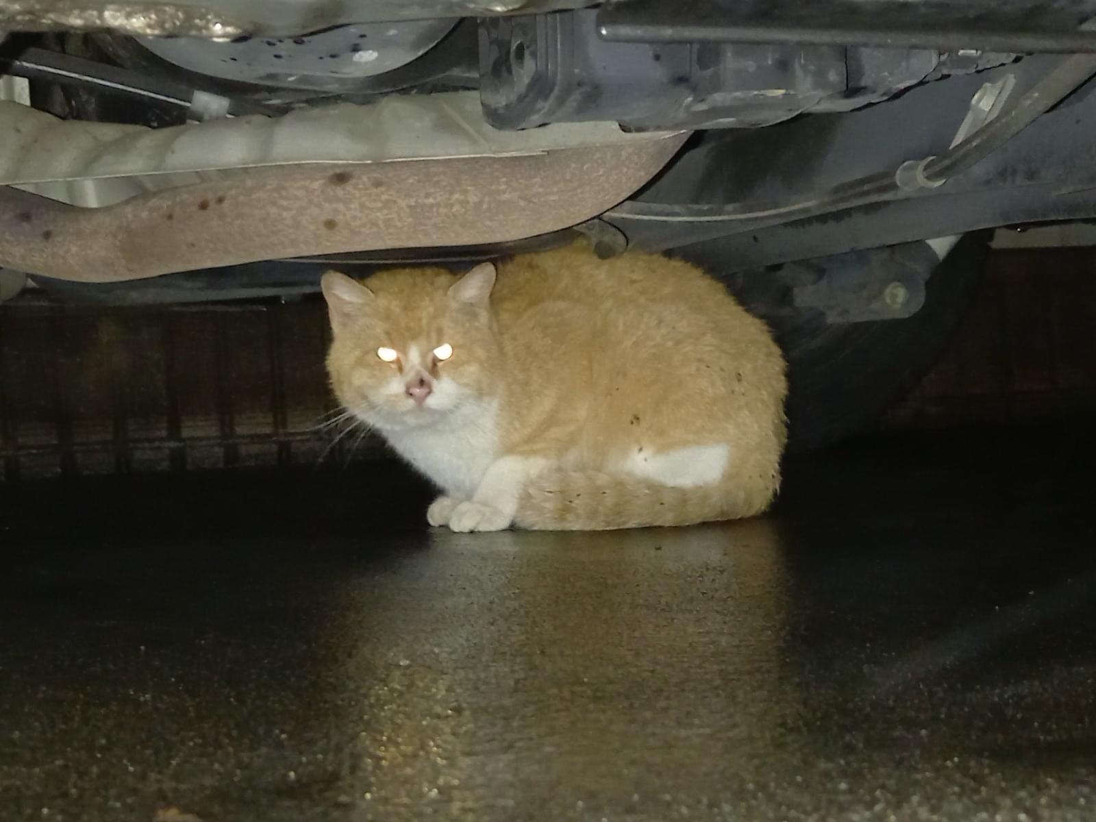 目撃された猫 目撃された猫