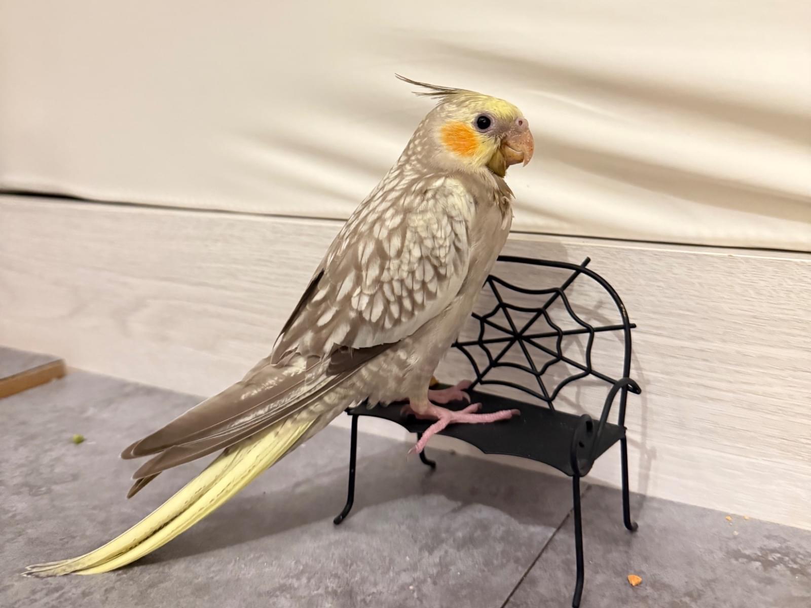 ぴーやんちゃん