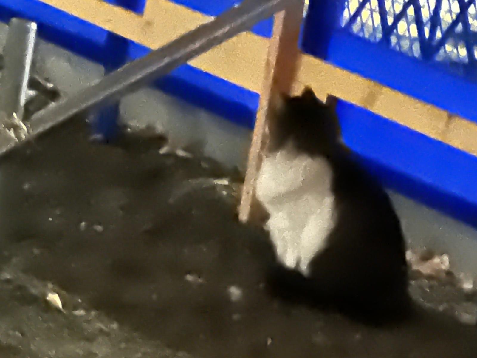 目撃された猫 目撃された猫