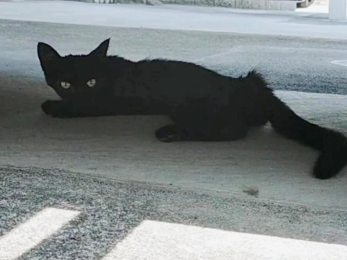 目撃された猫 目撃された猫