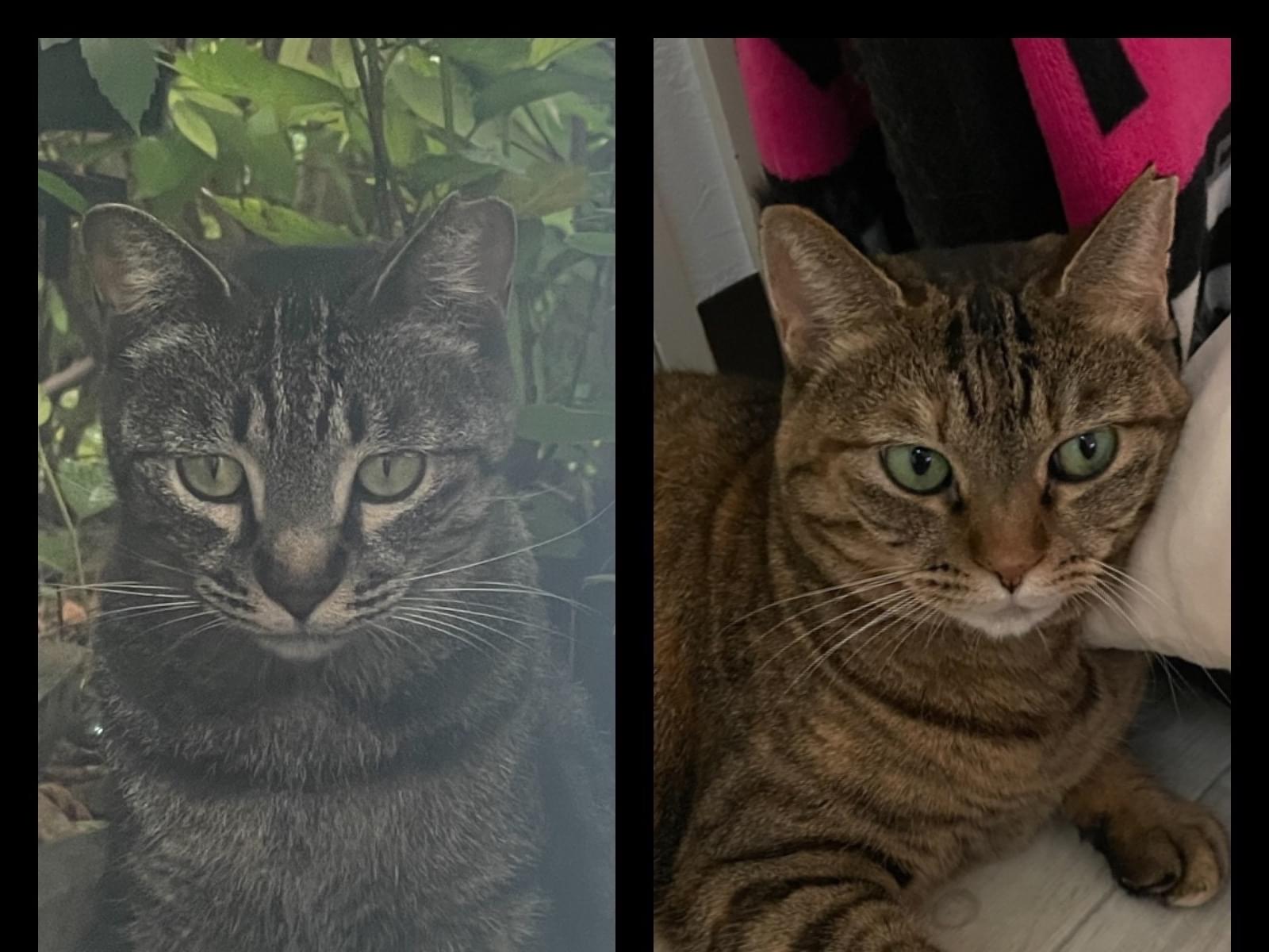 目撃された猫 目撃された猫