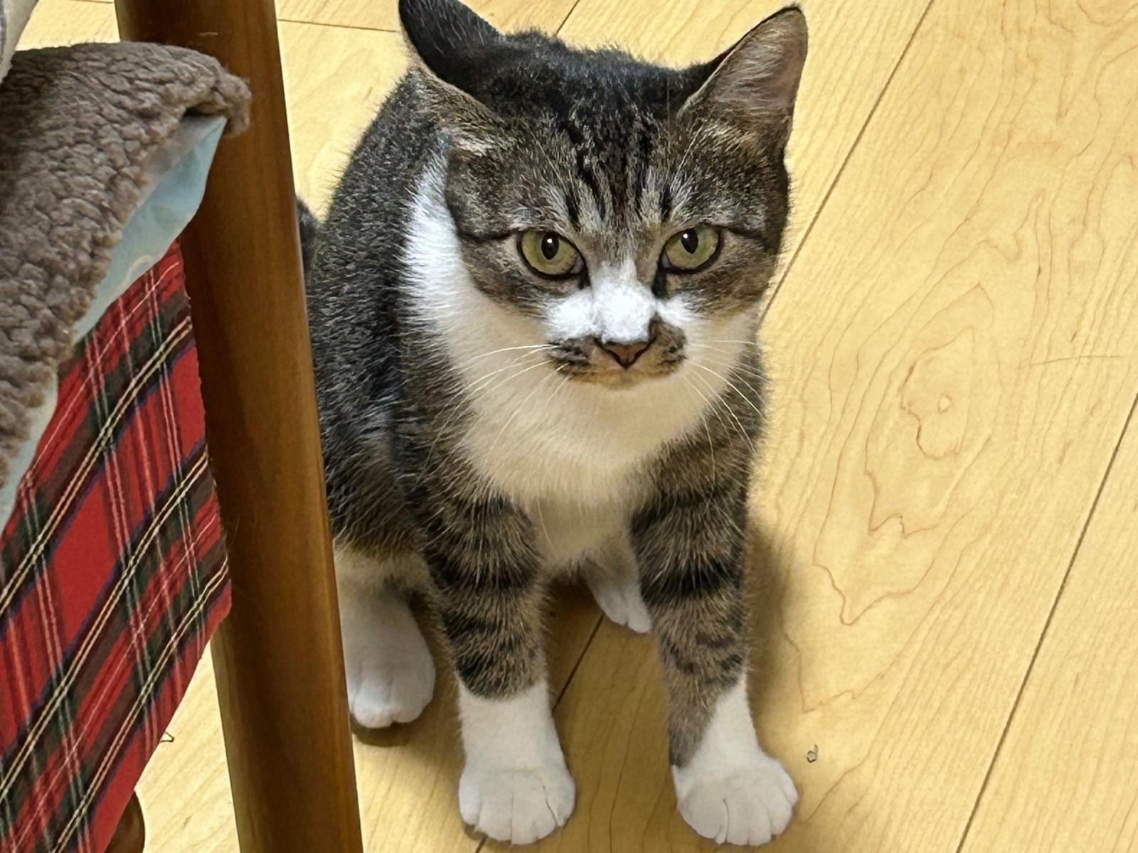しろちゃん しろちゃん