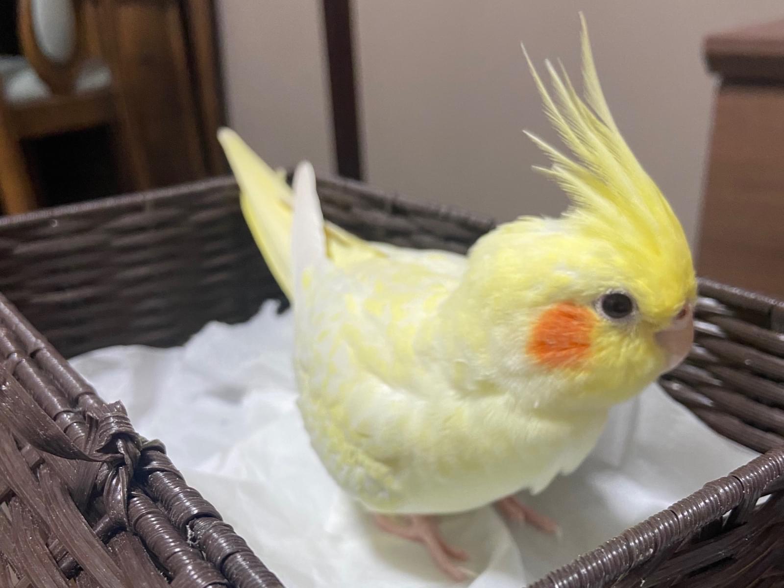 ぴーちゃん ぴーちゃん