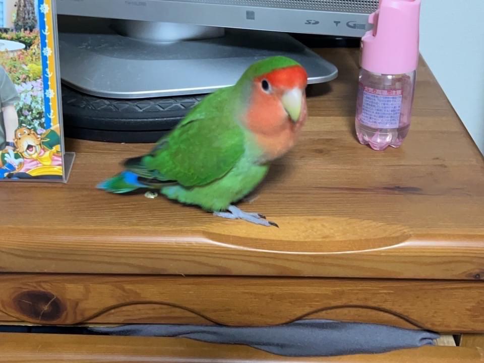 保護された鳥 保護された鳥