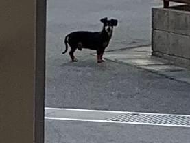 目撃された犬 目撃された犬