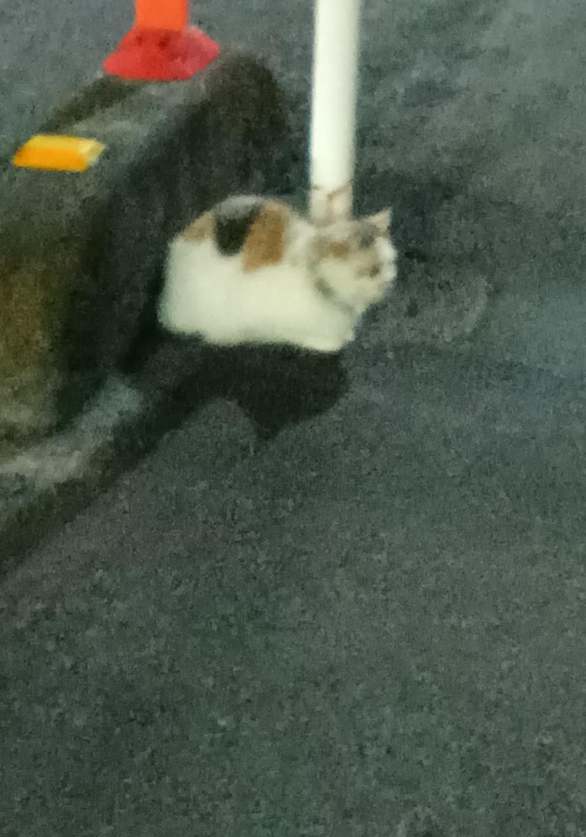 三毛猫 コンクリート壁の前 写真 鈴を付けた三毛猫