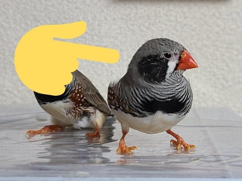 ワラビちゃん ワラビちゃん