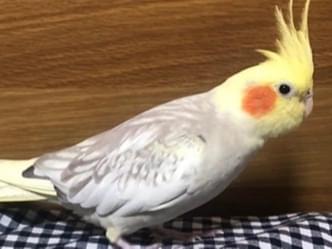 フッキーちゃん フッキーちゃん