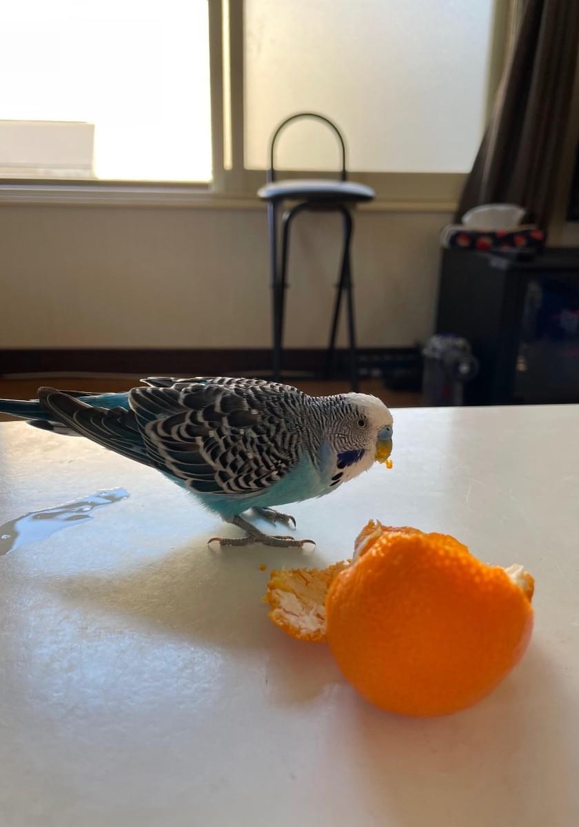 セキセイインコ探してます 水色 黒と白の模様羽