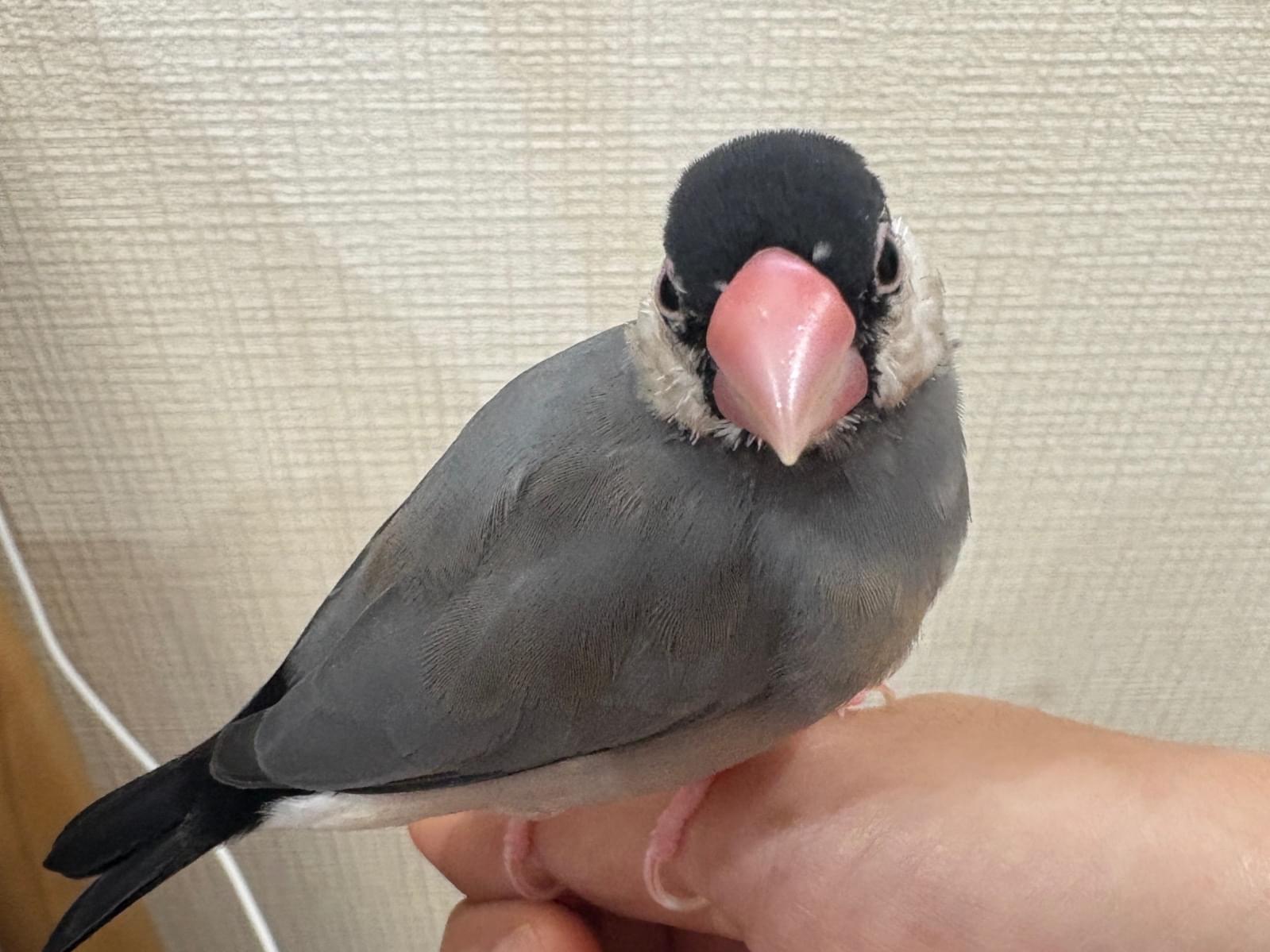 ピヨちゃん