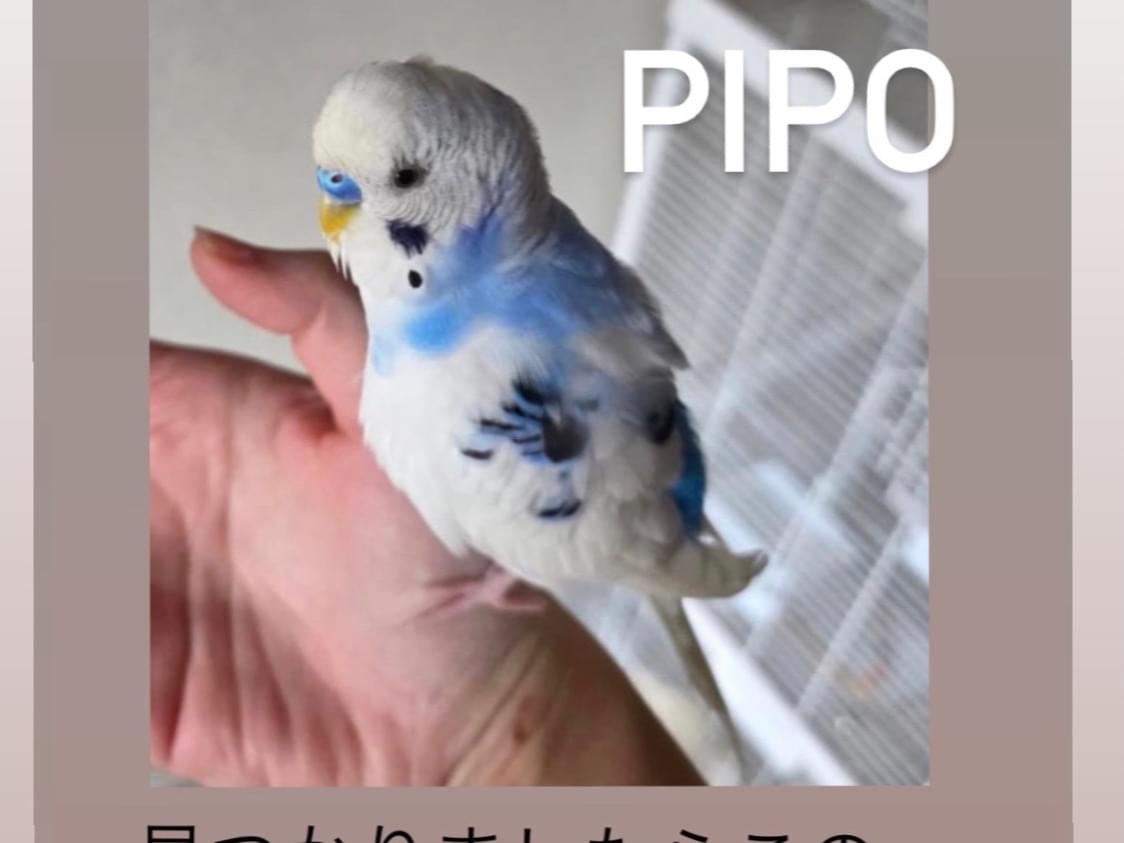 Pipoちゃん Pipoちゃん
