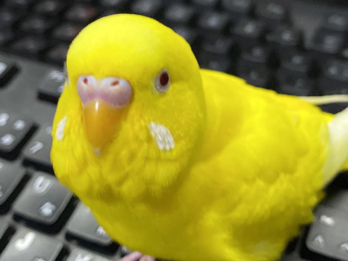 かぼすちゃん かぼすちゃん