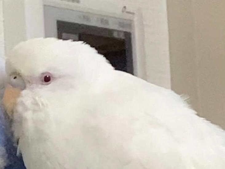 インコちゃん インコちゃん