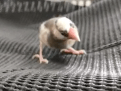 保護された鳥 保護された鳥