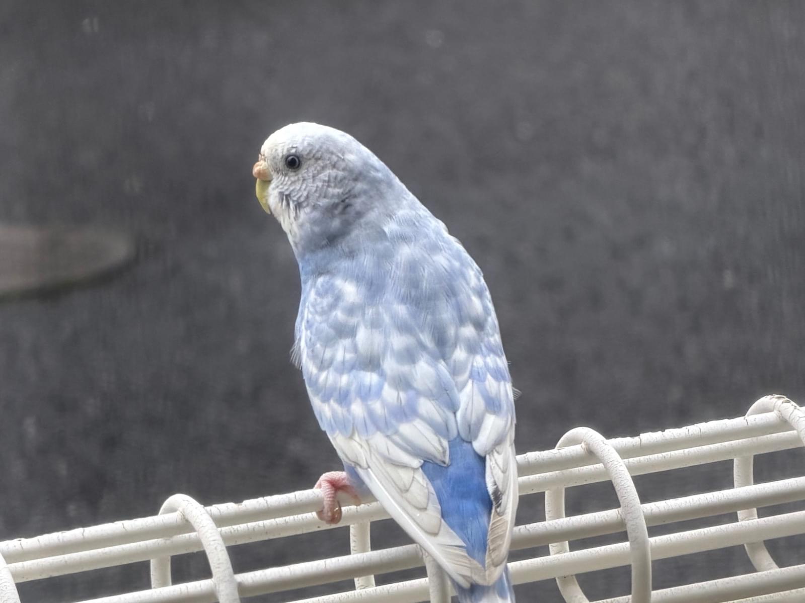 目撃された鳥 目撃された鳥