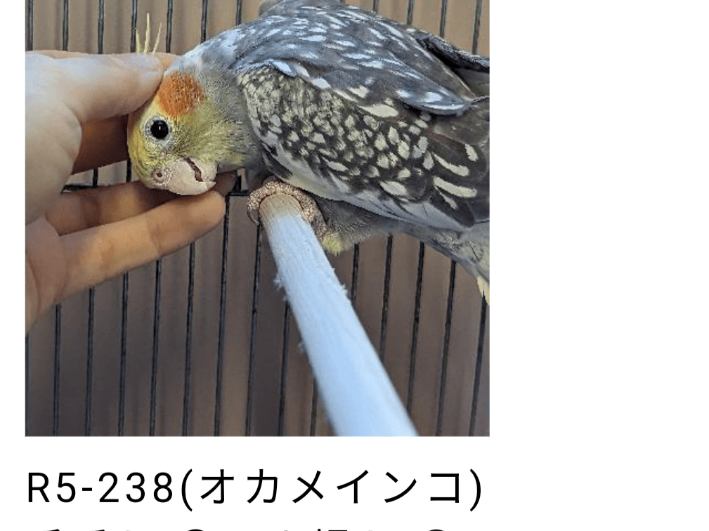 保護された鳥 保護された鳥