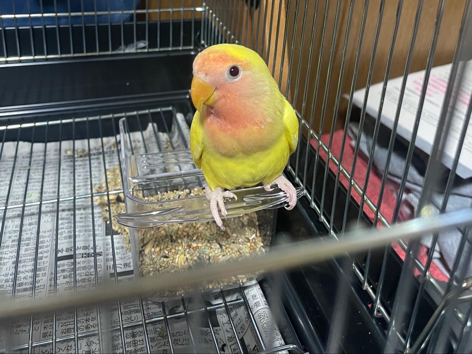 ぴーちゃん ぴーちゃん