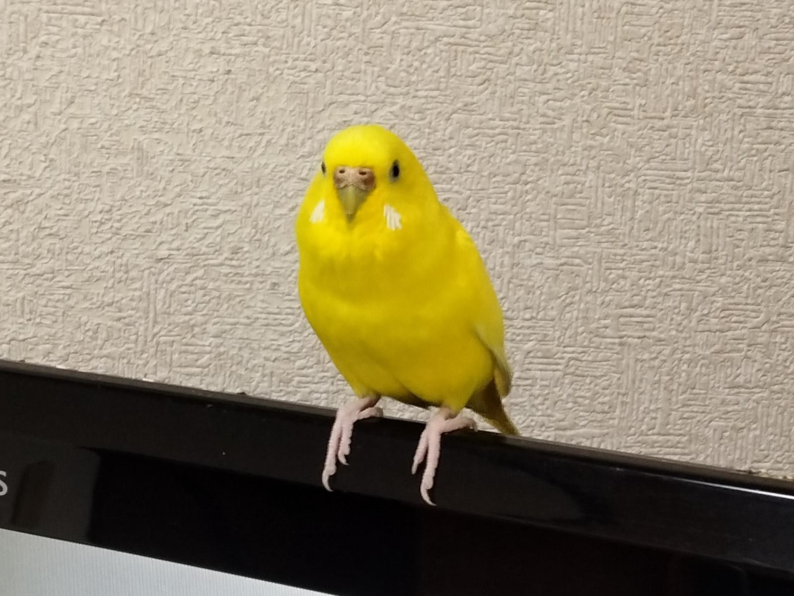 なのはちゃん なのはちゃん