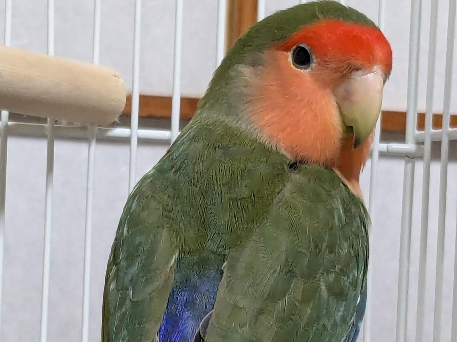 保護された鳥 保護された鳥