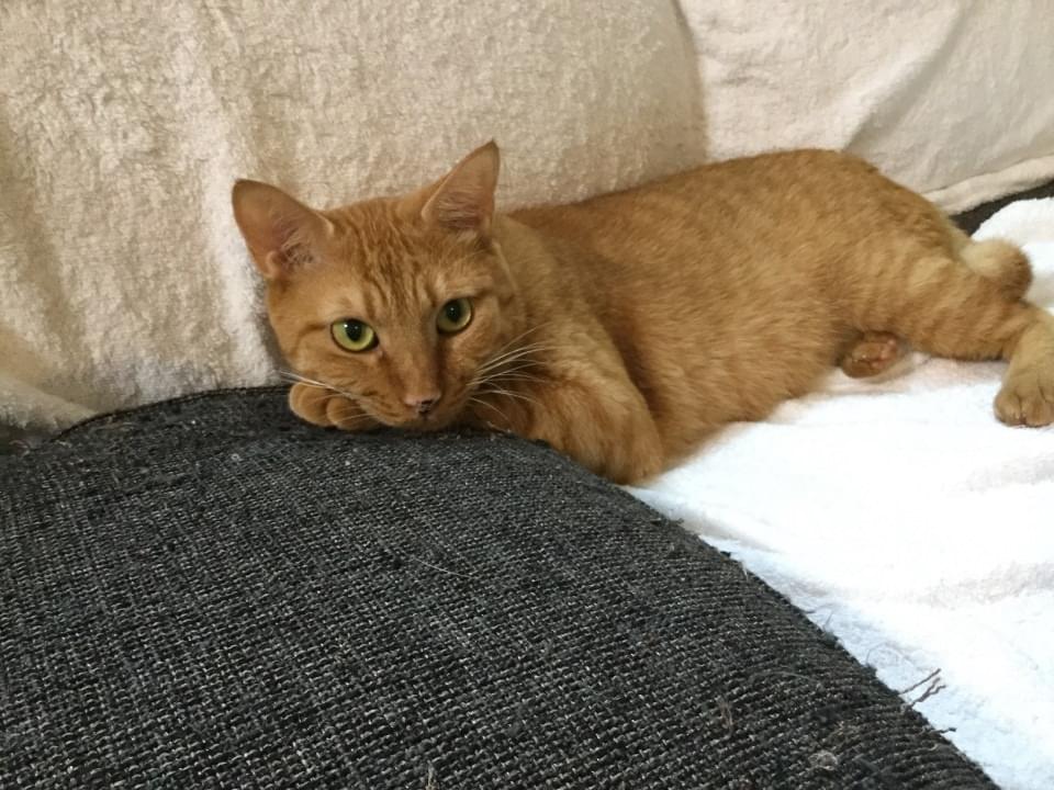 ちゃたろうちゃん