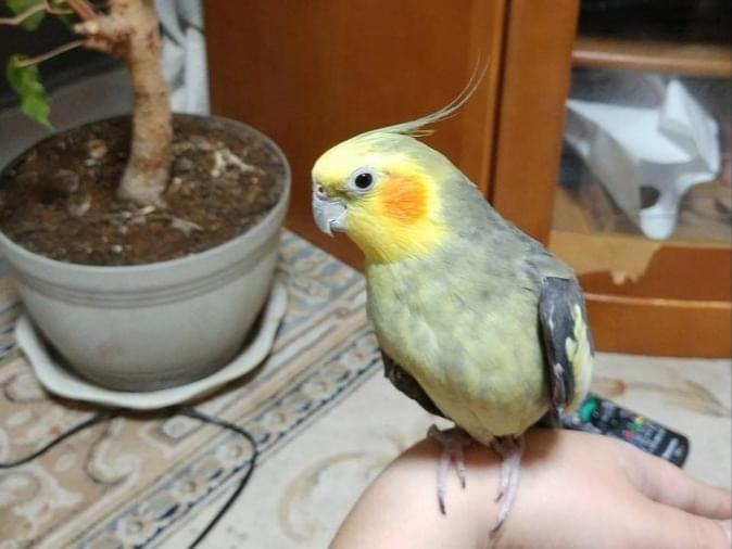 ざこねんちゃん ざこねんちゃん