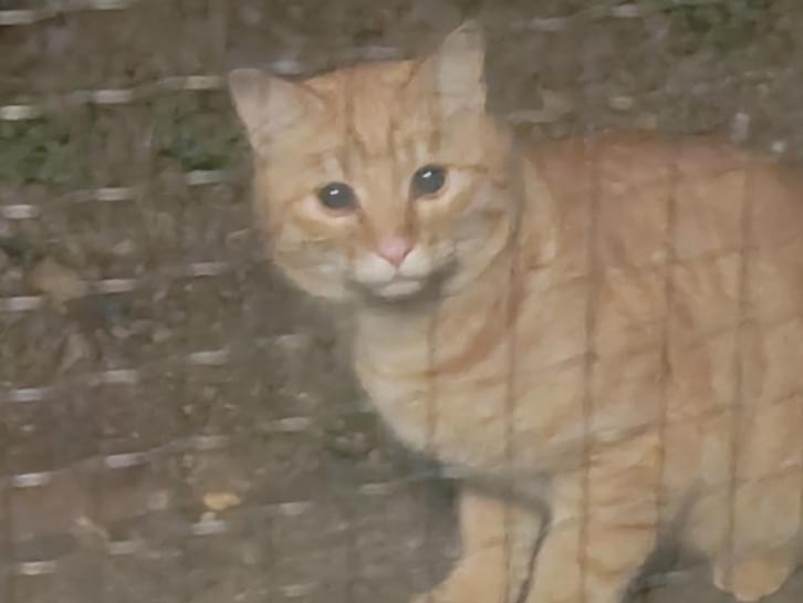 目撃された猫 目撃された猫