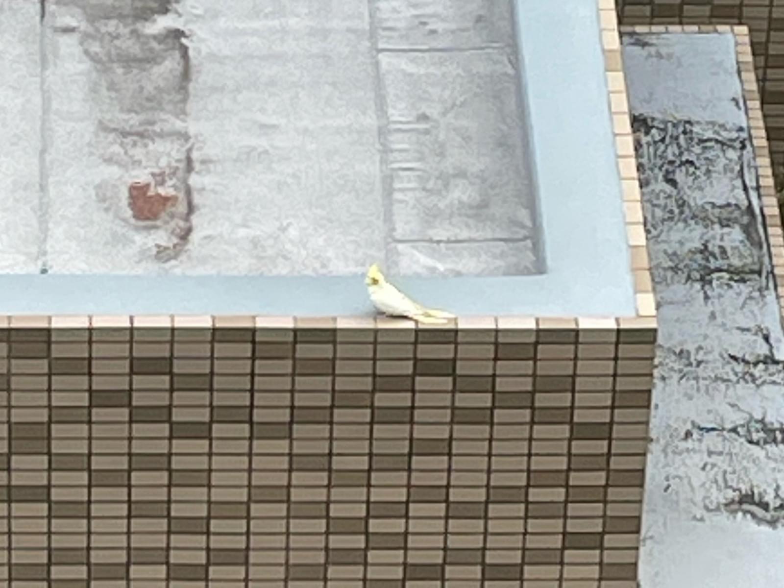 目撃された鳥 目撃された鳥
