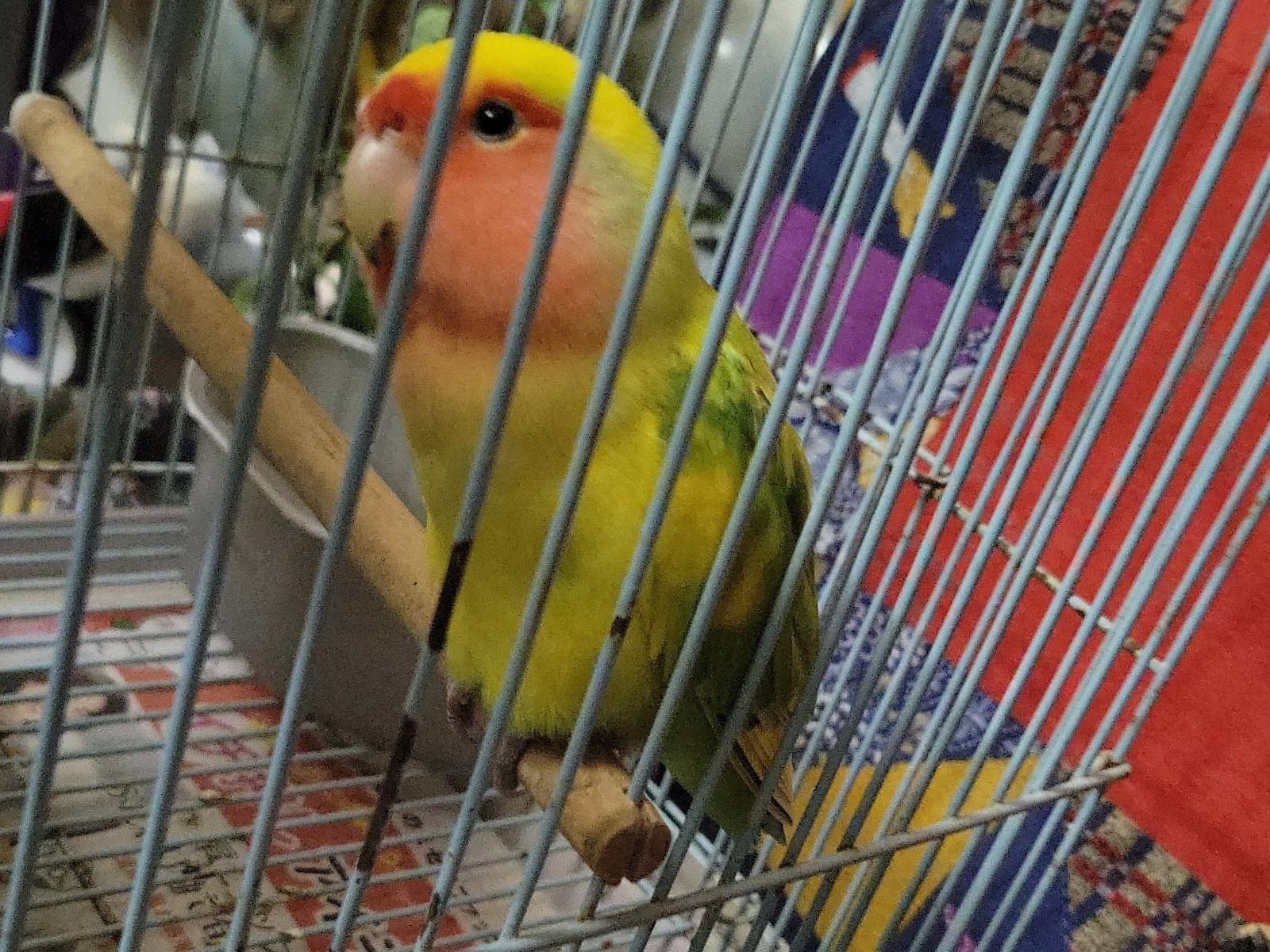 保護された鳥 保護された鳥