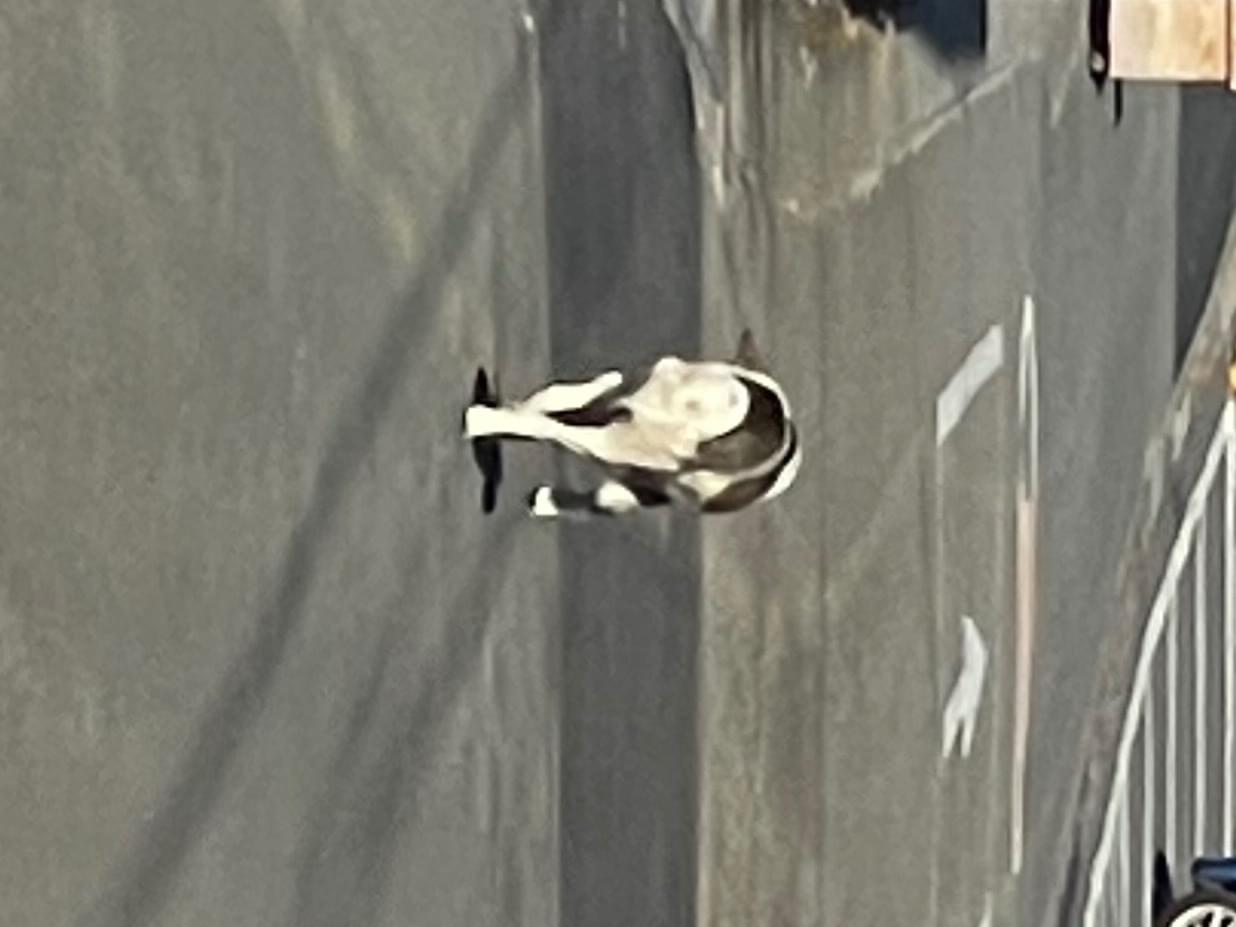 目撃された犬 目撃された犬