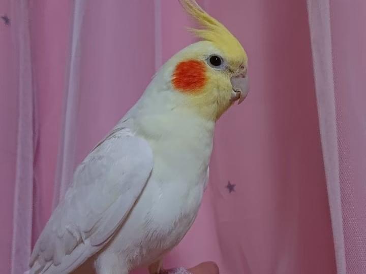 こむぎちゃん こむぎちゃん