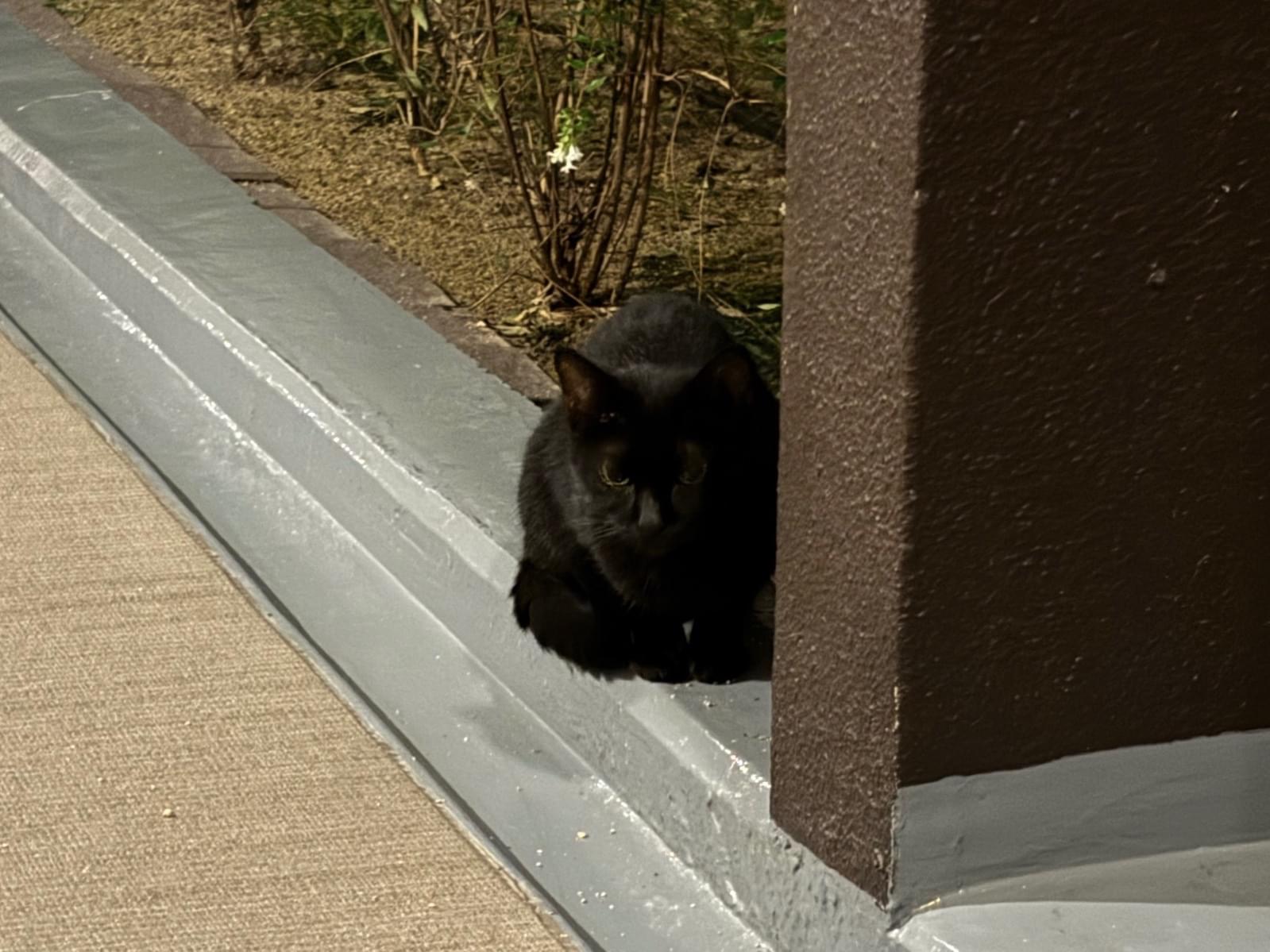 保護された猫 保護された猫