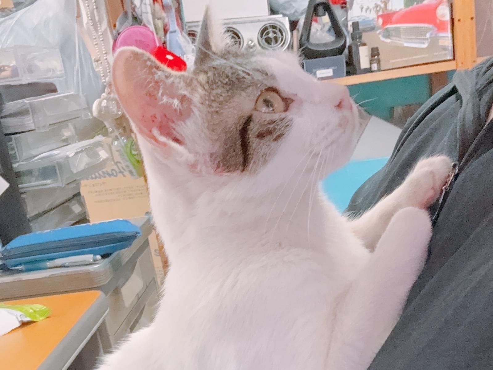 シェビーちゃん