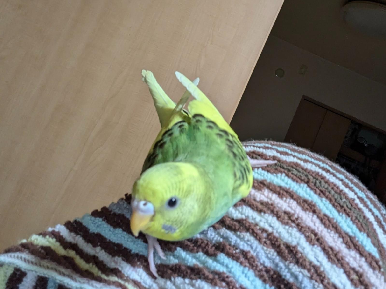 りぃちゃん りぃちゃん