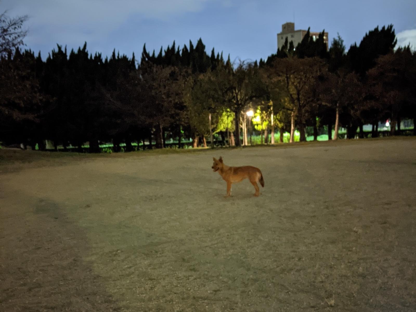 目撃された犬 目撃された犬