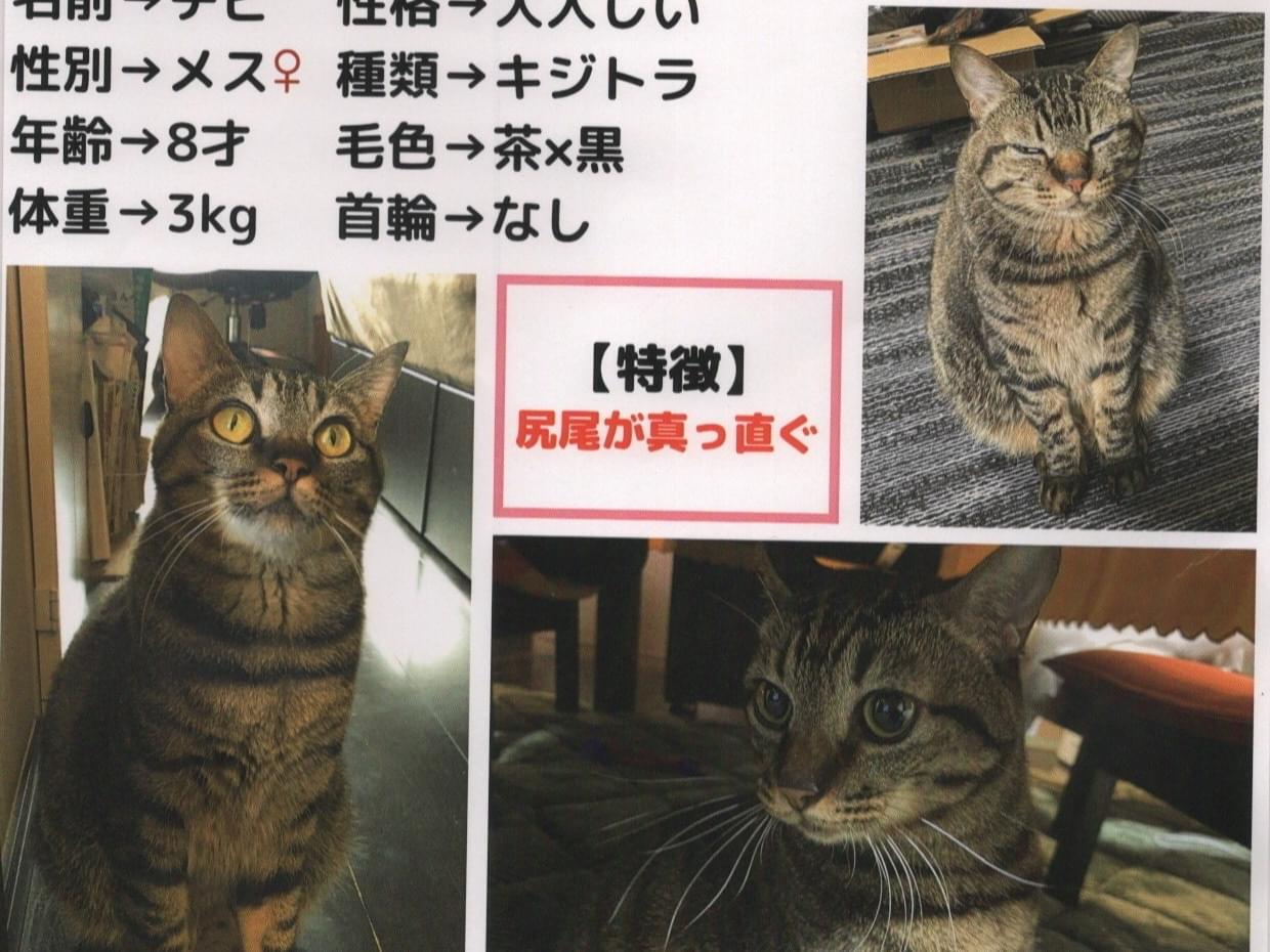 チビちゃん チビちゃん