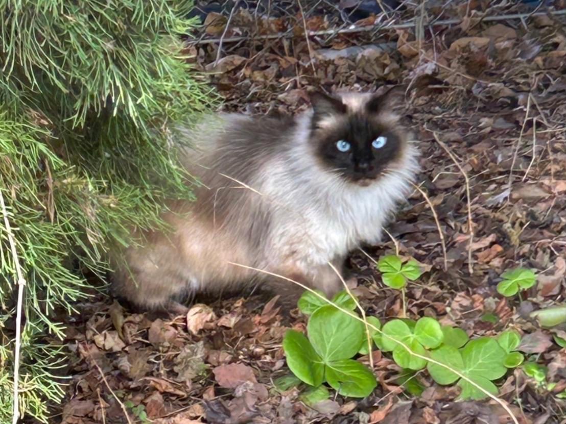 目撃された猫 目撃された猫