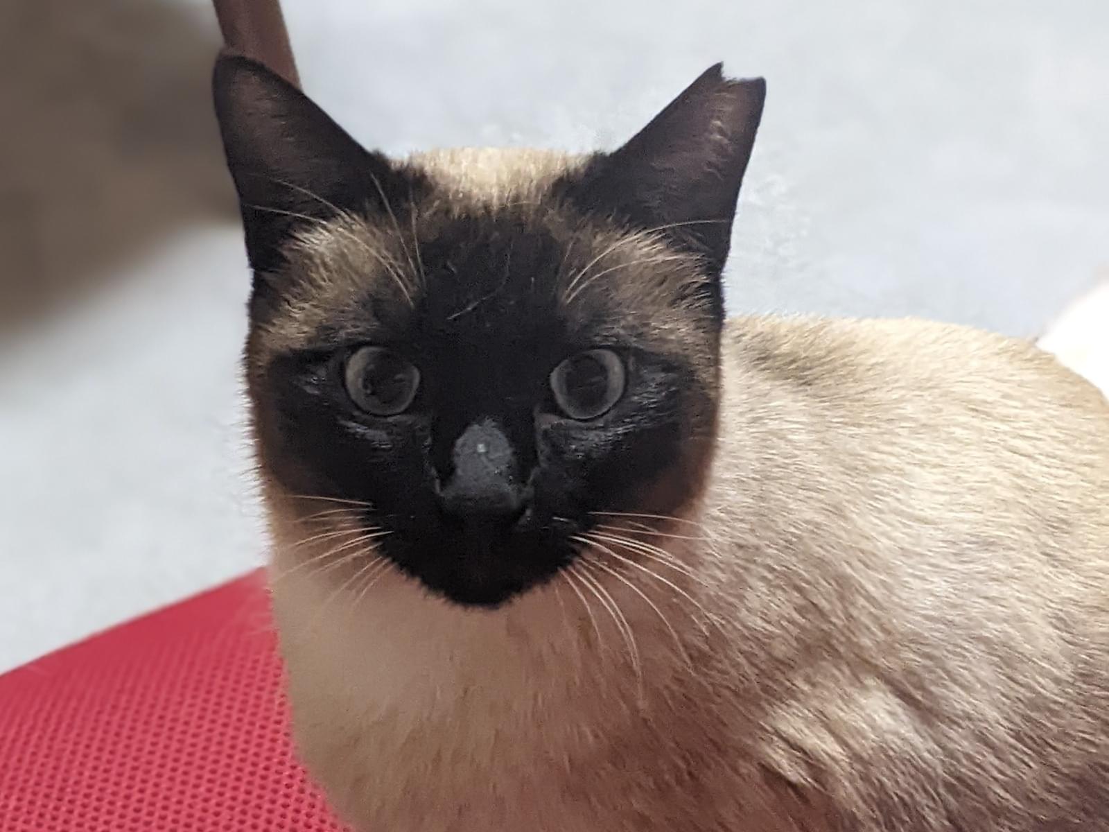 チャーミィ•チャーミーちゃん チャーミィ•チャーミーちゃん