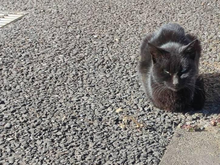 目撃された猫 目撃された猫