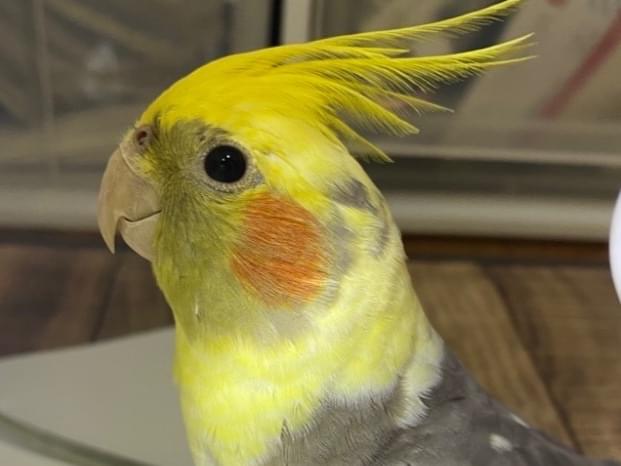 シバちゃん シバちゃん