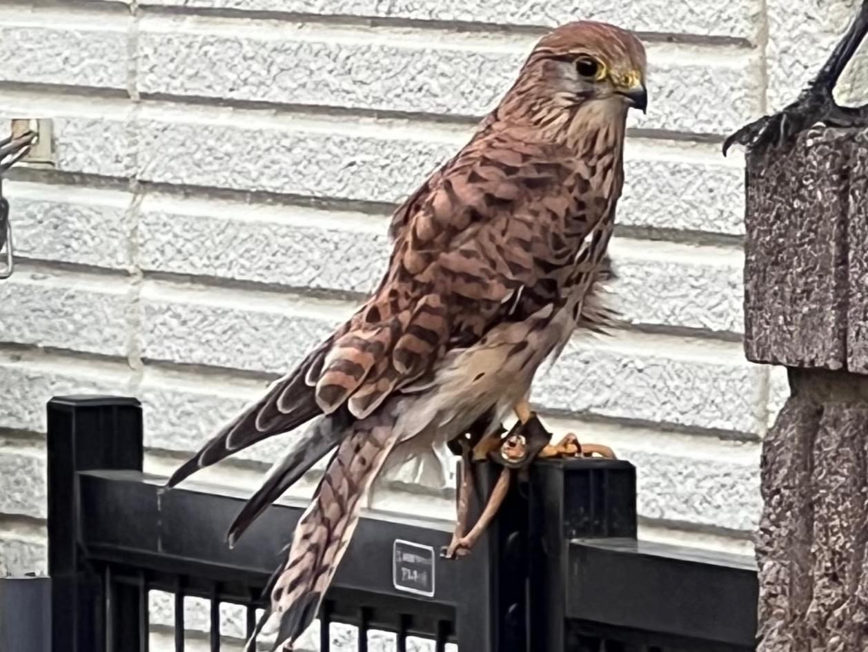 目撃された鳥 目撃された鳥