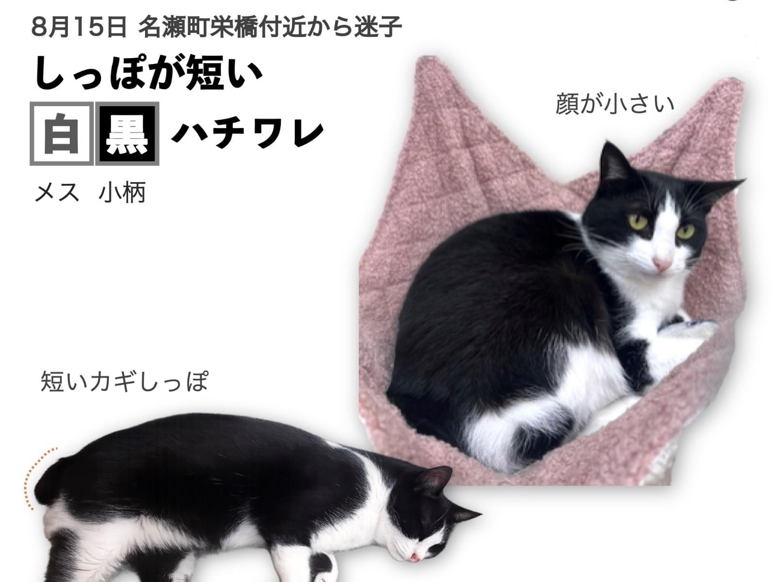 せつこちゃん