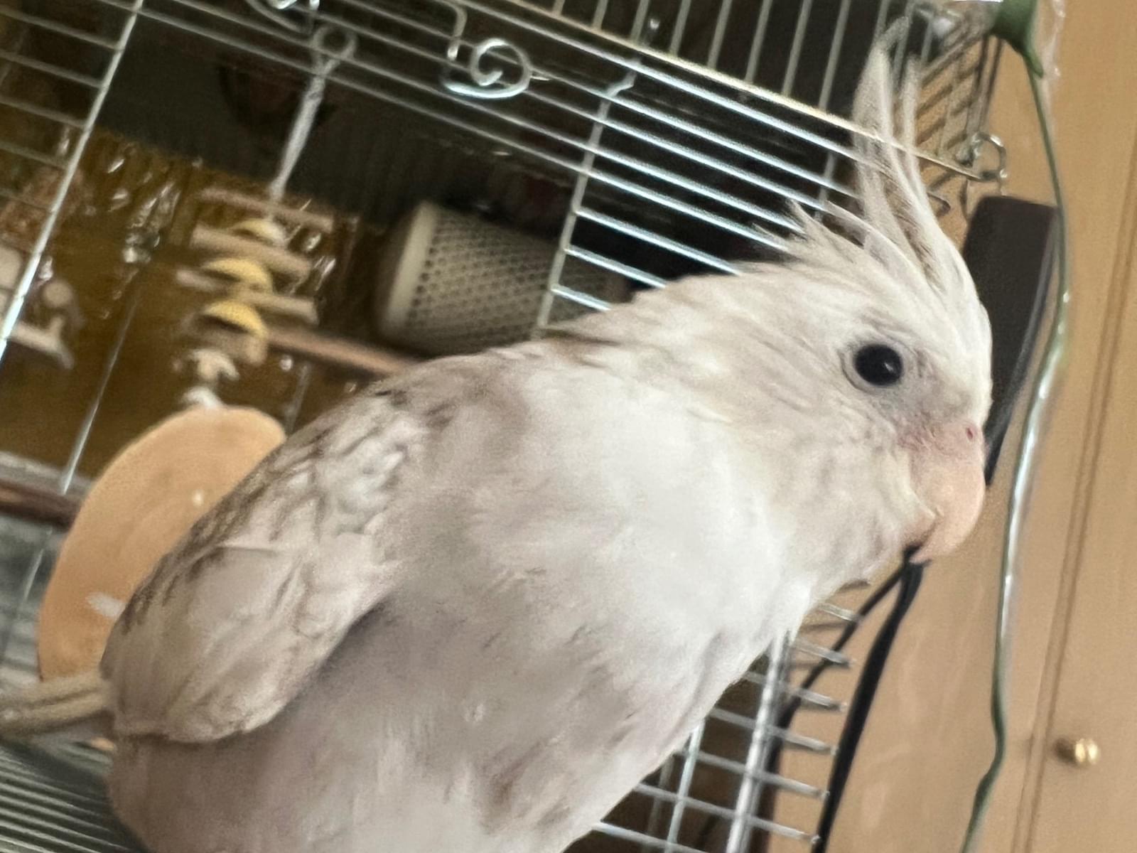 あめちゃん あめちゃん