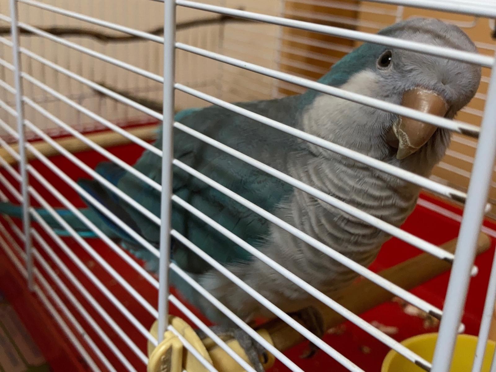 保護された鳥 保護された鳥